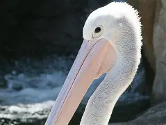 包含风云突变！新奥尔良鹈鹕加时末段防线松动；足总杯版图或变；信心回归；身体对抗强度拉满的词条